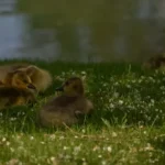 ducks on grasses
