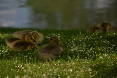 Unpacking the Symbolism of Dreaming About Newly Hatched Chicks