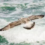 shallow focus photo of brown bird flying above body of water