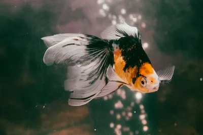 Understanding the Emotional Impact of Dead Goldfish Dreams