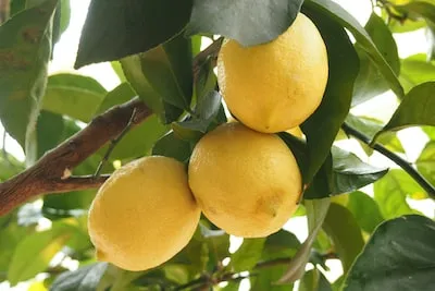 Decoding the Symbolic Meaning of Dreams About Lemons