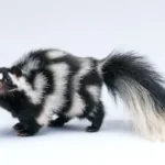 black and white skunk