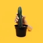 hand mannequin holding green cactus plant