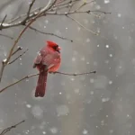 red cardinal on tree branch