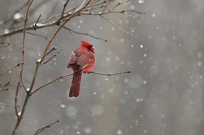 Dreaming of Birds Building a Nest: Meaning & Transformation Insights