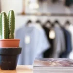 shallow focus photography of cactus plants in pot on table