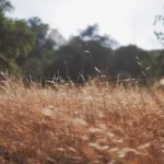 brown tall grass field surrounded with green trees at daytime