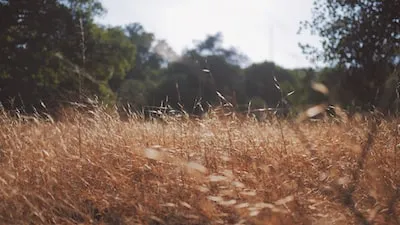 Dreaming of Tall Grass: Unveiling Prosperity and Growth Meaning