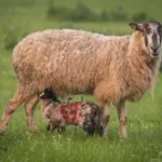 a mother sheep and her baby sheep in a field