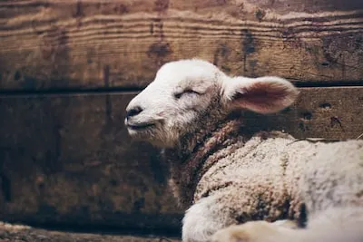 Dreaming of Dead Sheep: Symbolism and Meanings of Loss and Reflection