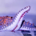 close up photography of starfish