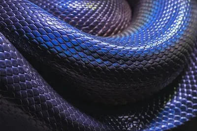 Decoding the Meaning of Multi-Colored Snake Dreams: Energy, Fear & Purity