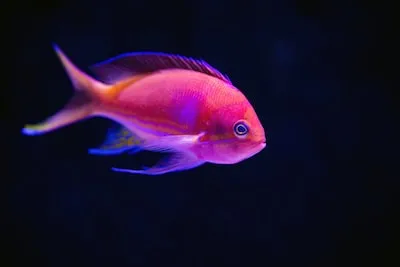 Decoding the Transformative Meaning of Dreams About Fish Giving Birth