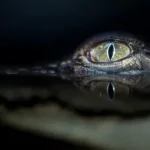 crocodile eyes
