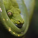 closeup photography green snake