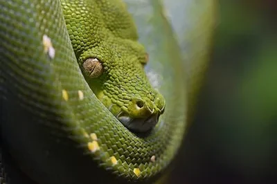 What Does a Hairy Snake Dream Symbolize?