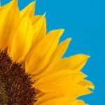 close-up photography of sunflower