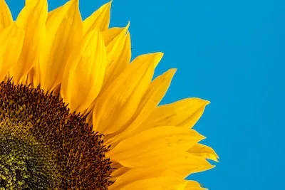 Unveiling the Meaning of Dreams About Sunflower Bouquets