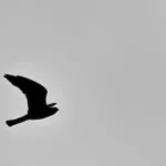 black bird flying in the sky