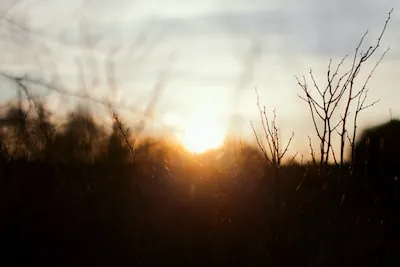 Decoding the Personal and Spiritual Meanings of Dreaming About Leafless Branches