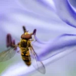 micro photography of brown and black fly on purple petaled flower