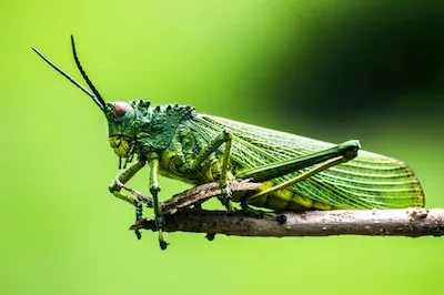 Decoding the Message of Green Grasshoppers in Dreams