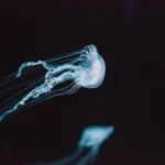 white jellyfish