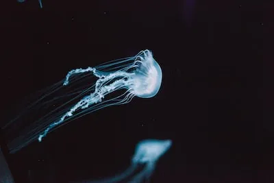 Exploring Meaning of Being Stung by Jellyfish in Dreams