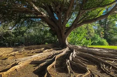 Decoding the Spiritual & Psychological Significance of Tree of Life Dreams