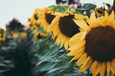 Unlocking the Multifaceted Meaning of Sunflower Seed Dreams