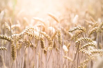 Cracking the Meaning of Wheat in Dreams