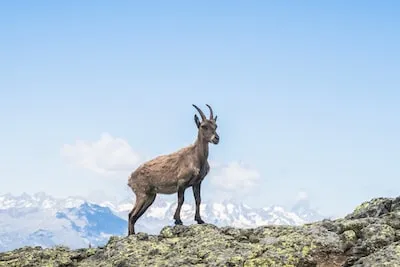 Unlocking the Meaning of Brown Goats in Dreams