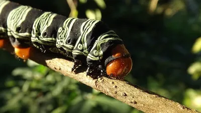 Dreaming About Caterpillars: Unraveling the Symbolism and Meanings