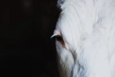 Decrypting the Meaning of White Animals in Dreams: Purity & Freedom