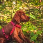short-coated brown dog near tree