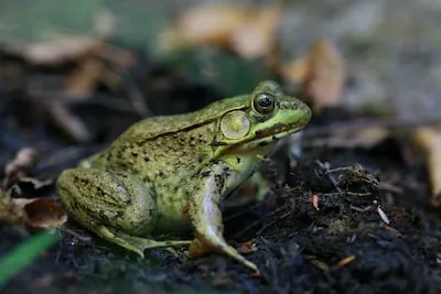 Interpreting Frog Pond Dreams: Symbols of Transformation and Growth