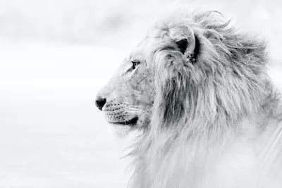 Dreaming of a Lion Turning into a Man: Symbolism and Personal Growth Insights