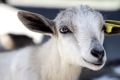 Unveiling the Meaning of Baby Goat Dreams: Innocence & Growth