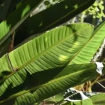 green banana leaf during daytime