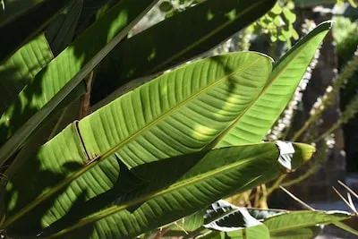 Unveiling Meaning of Banana Leaf Dreams: Protection, Growth, and Heritage