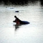 black hippopotamus on clear water at daytime