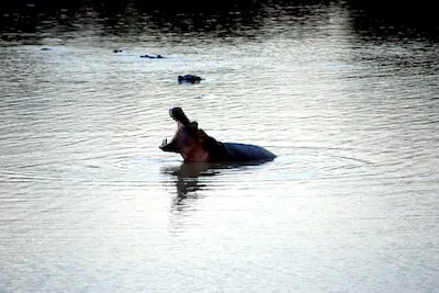 Meaning of Hippos Eating Someone in Dreams: Power and Vulnerability