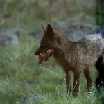 a wolf with its mouth open standing in the grass