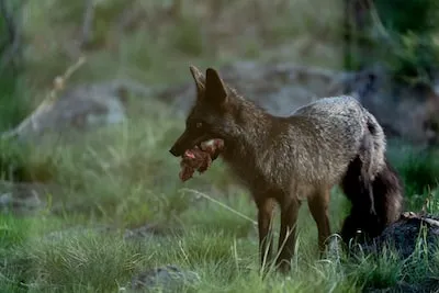 Dreaming of a Black Fox: Unveiling Hidden Potentials and Meanings