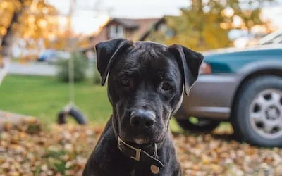 Understanding the Meaning and Emotional Impact of Grey Pitbull Dreams