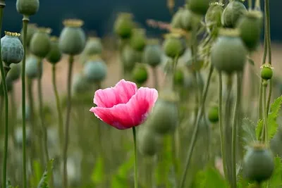 Uncovering the Symbolic Meanings of Dreaming about Opium