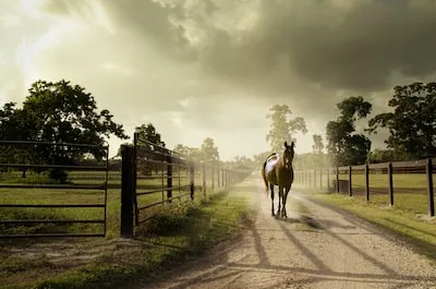 Interpreting the Meaning of a Laying Down Horse in Dreams