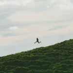 person jumping on grass field under cloudy sky during daytime