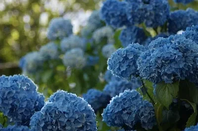 Uncovering the Meaning of Blue Flowers in Dreams