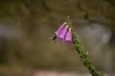 Dreaming of Bees in Flight: Unveiling the Symbolism and Meanings